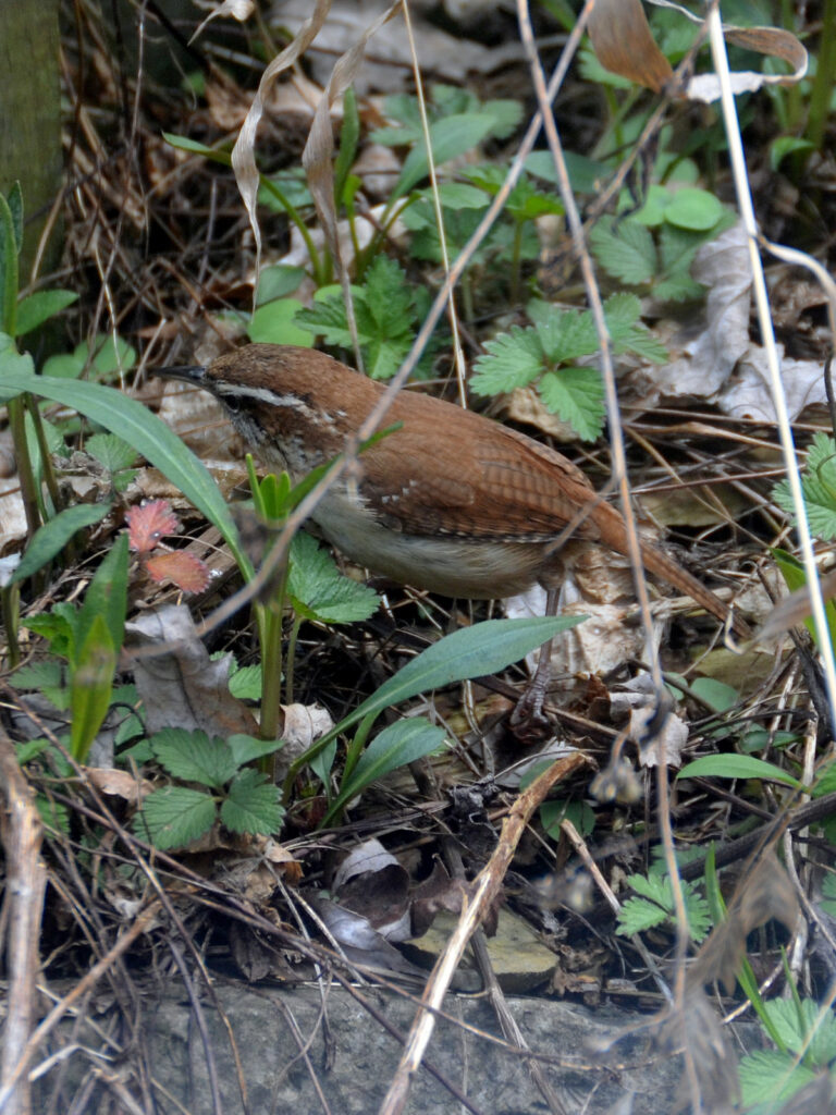 Carolina wren