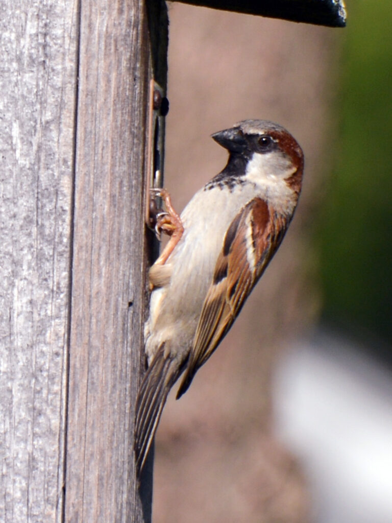 House sparrow male