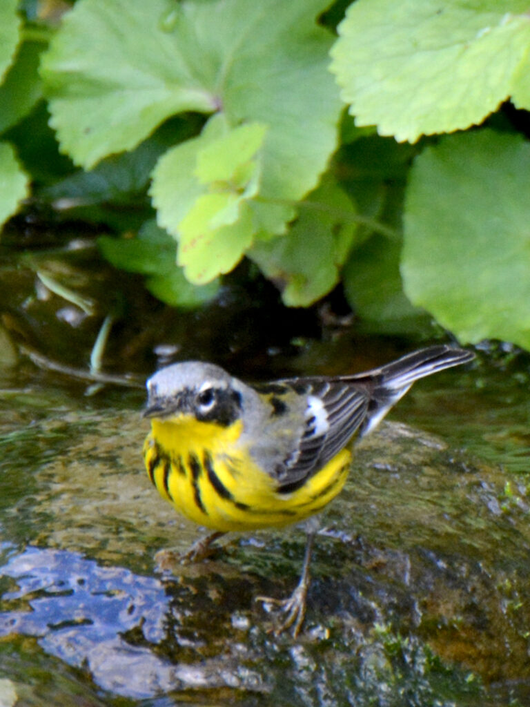 Magnolia warbler