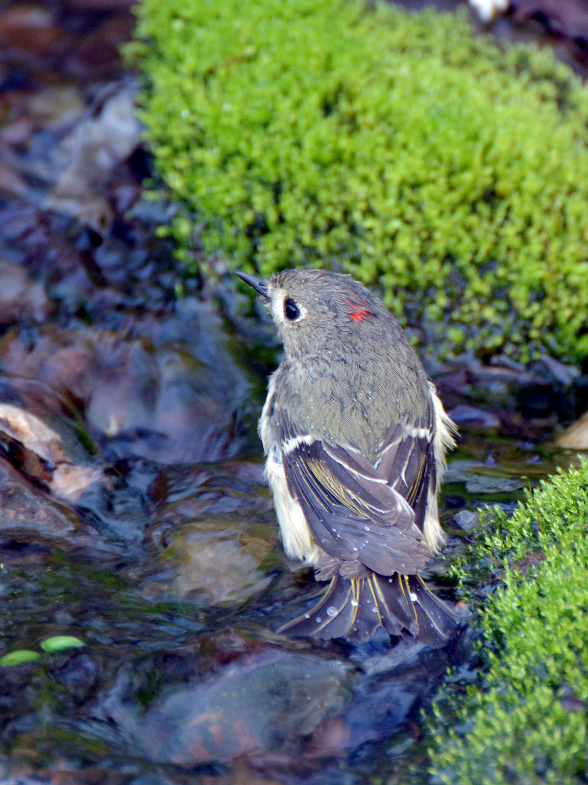 Ruby-crowned kinglet taking a bath