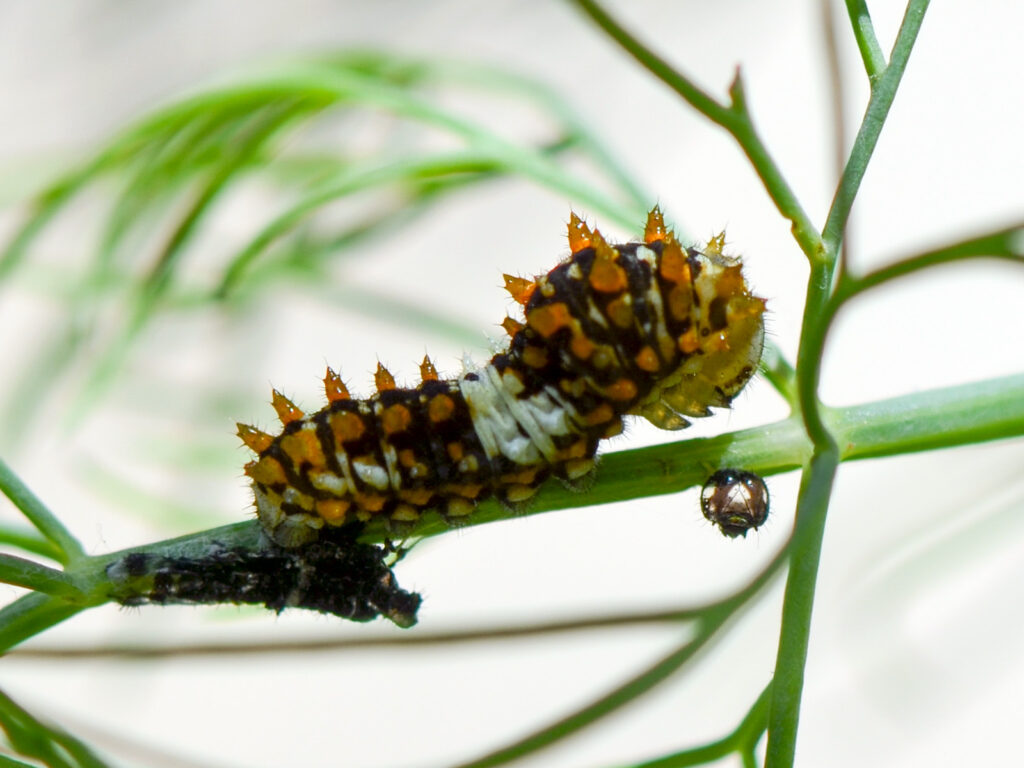 Black swallowtail caterpillar molting