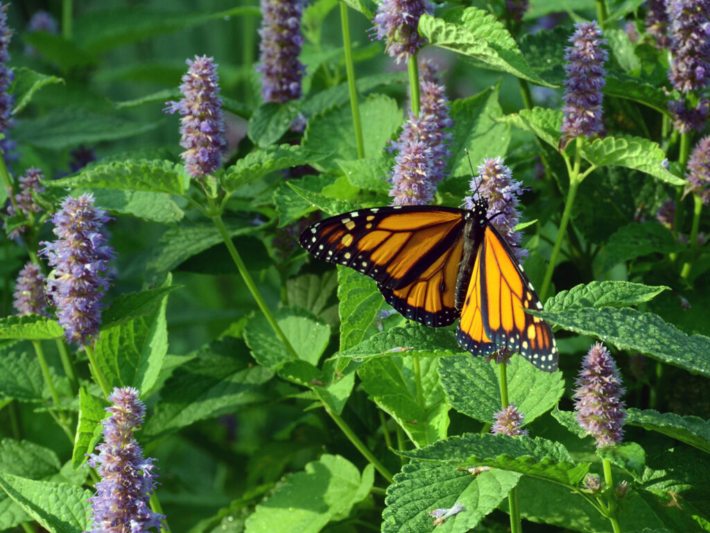 Anise hyssop with monarch
