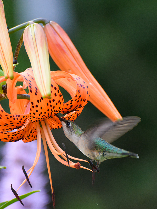 Hummingbird getting nectar from a lily
