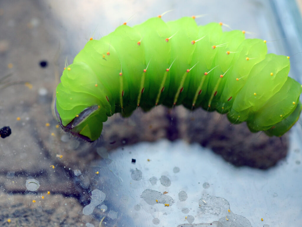 Polyphemus caterpillar