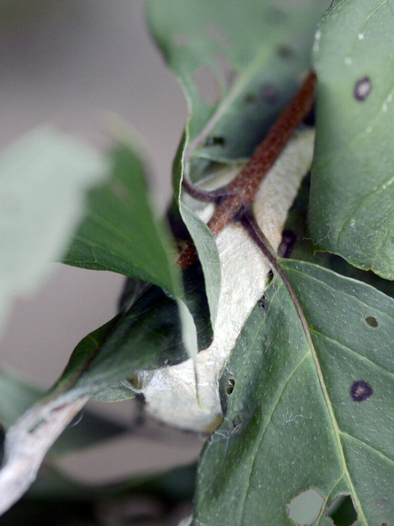 Polyphemus moth cocoon