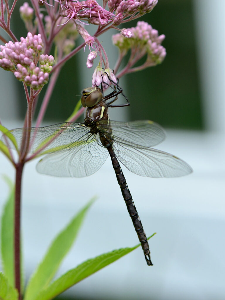 Shadow darner