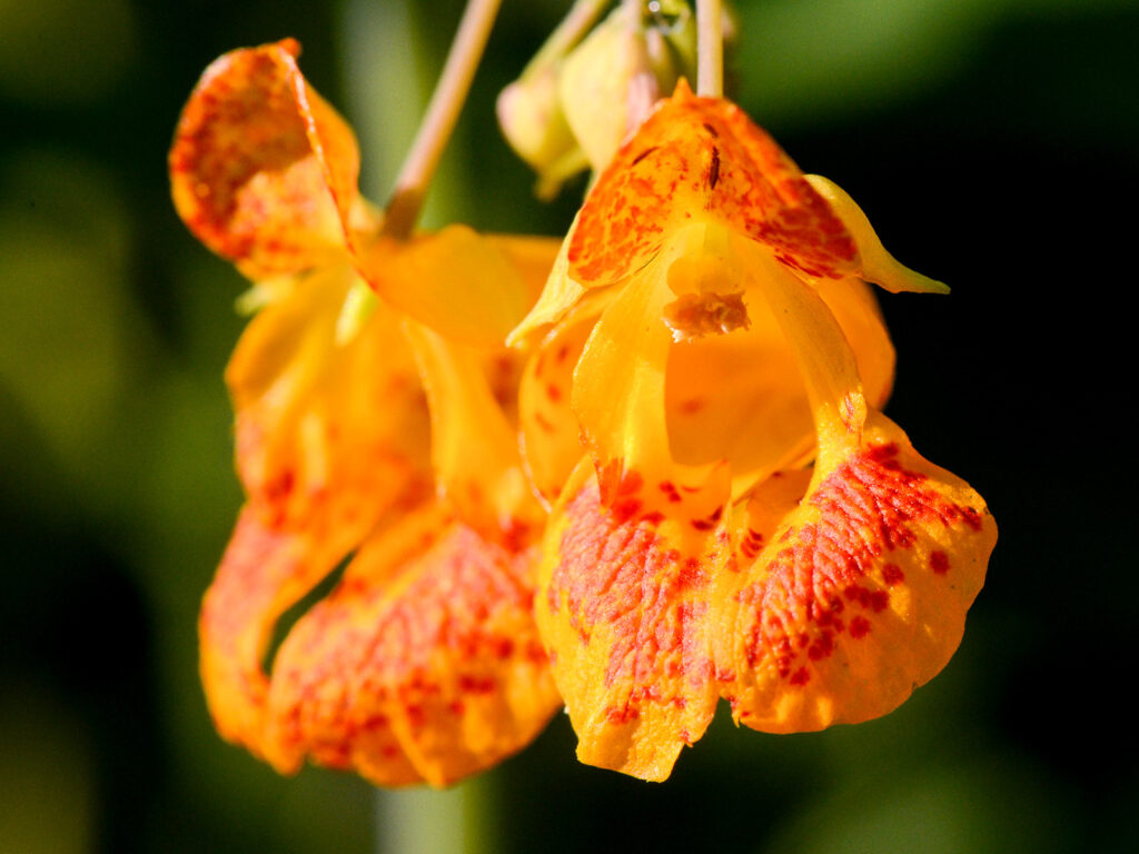 Jewelweed - orange