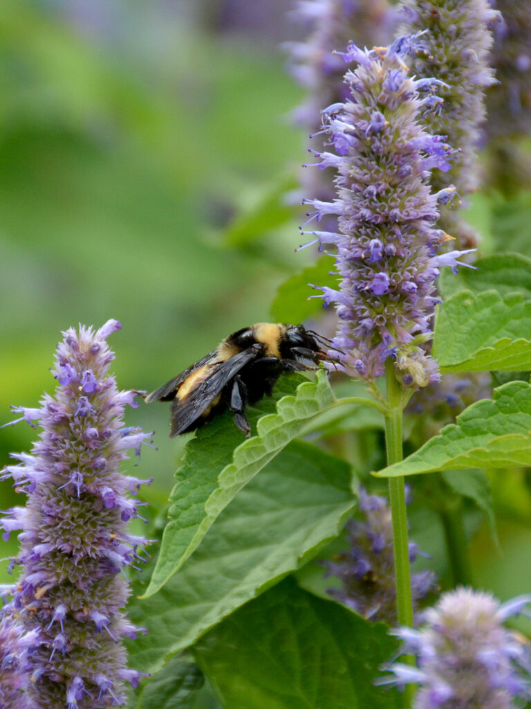 Black and gold bumblebee on hyssop