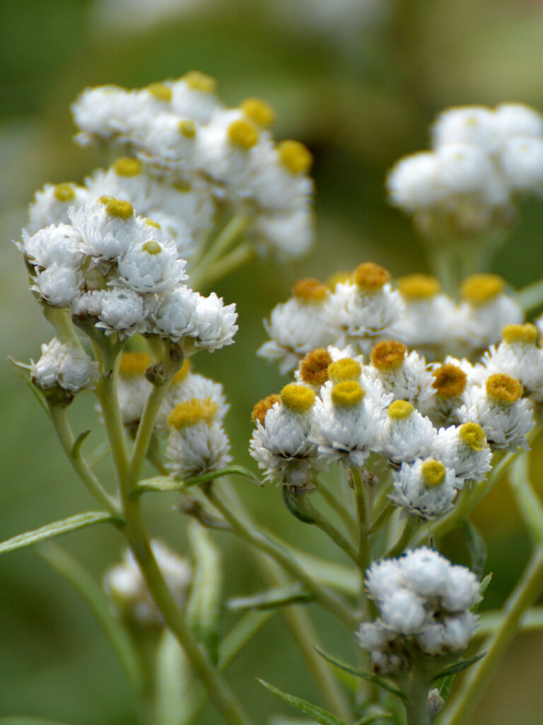 Pearly everlasting flower