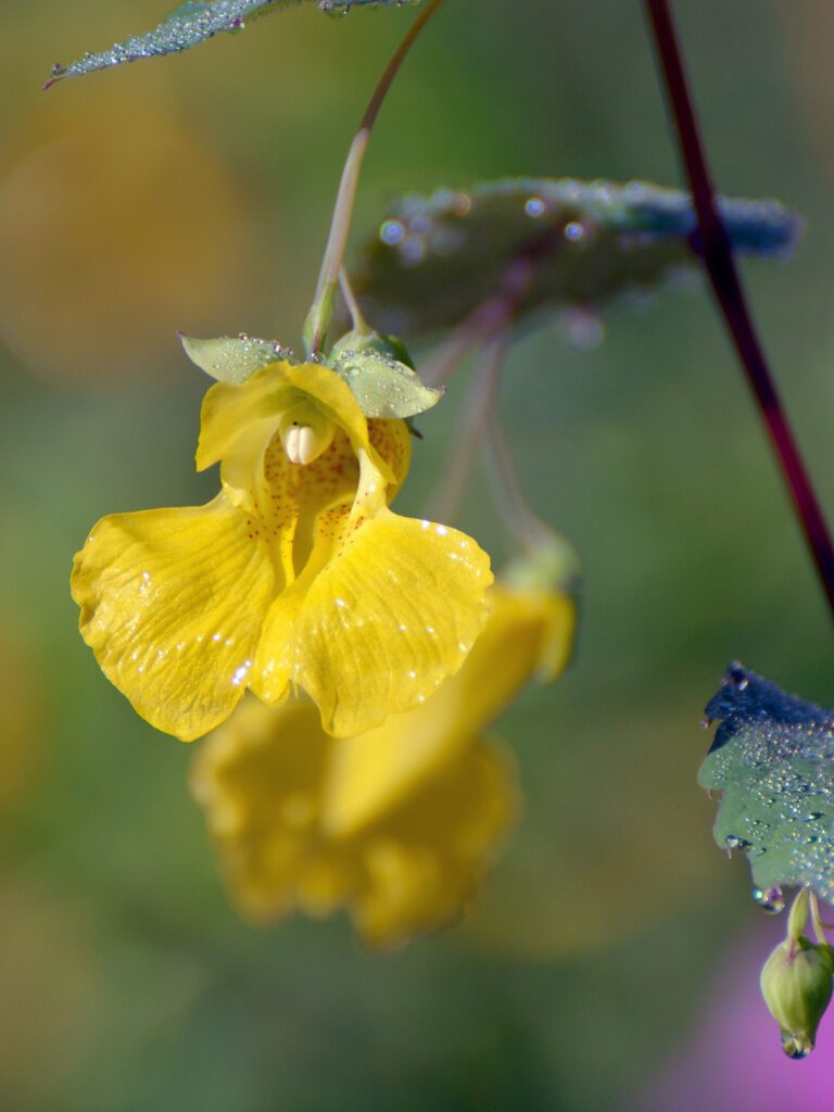 Pale jewelweed