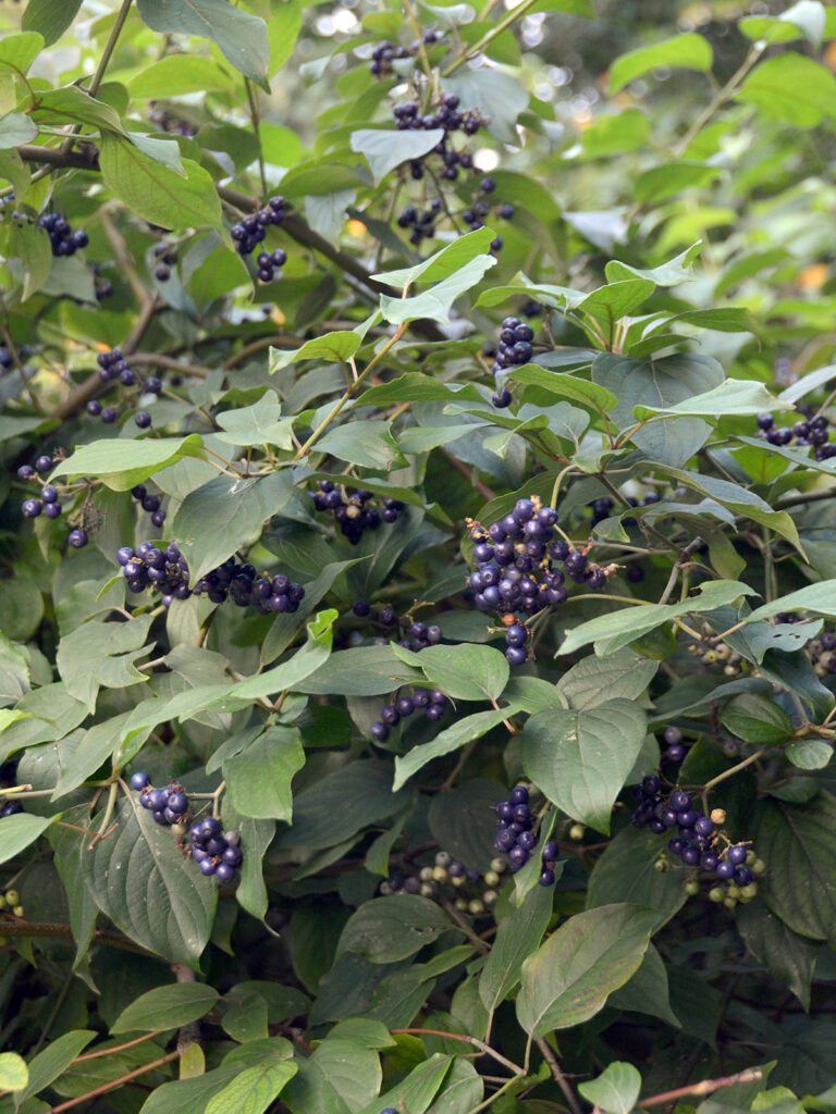 Silky dogwood berries