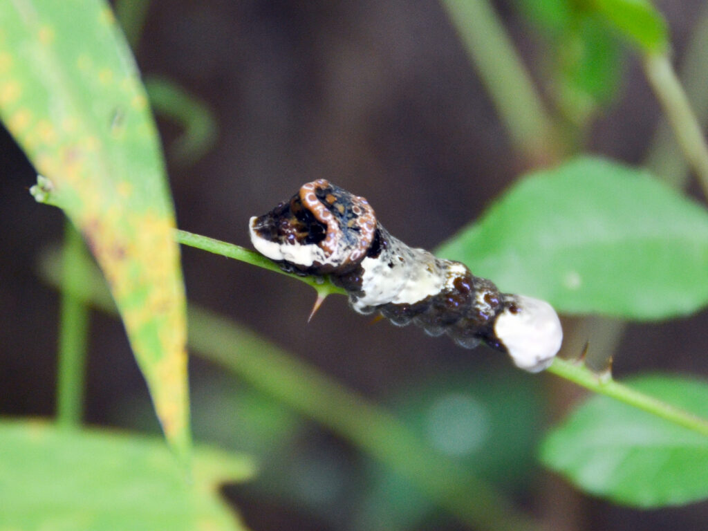 Giant swallowtail caterpillar