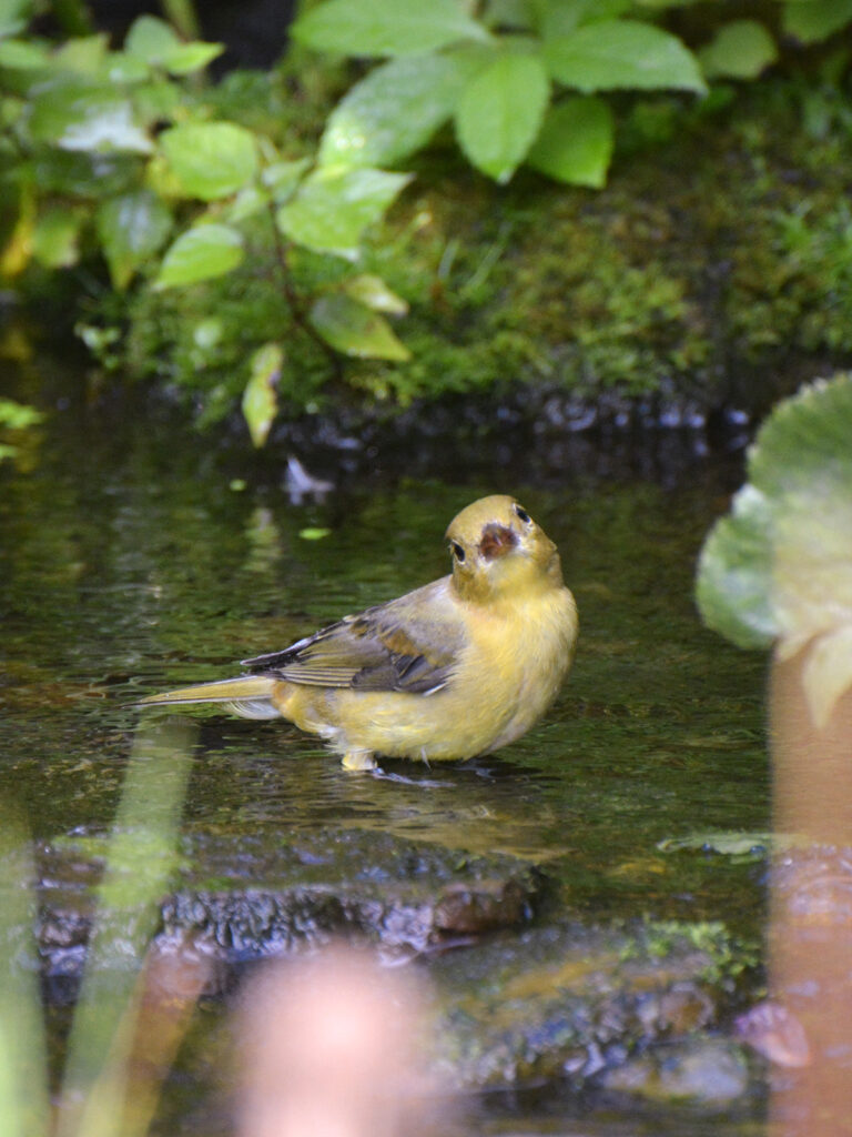 Female scarlet tanager bathing