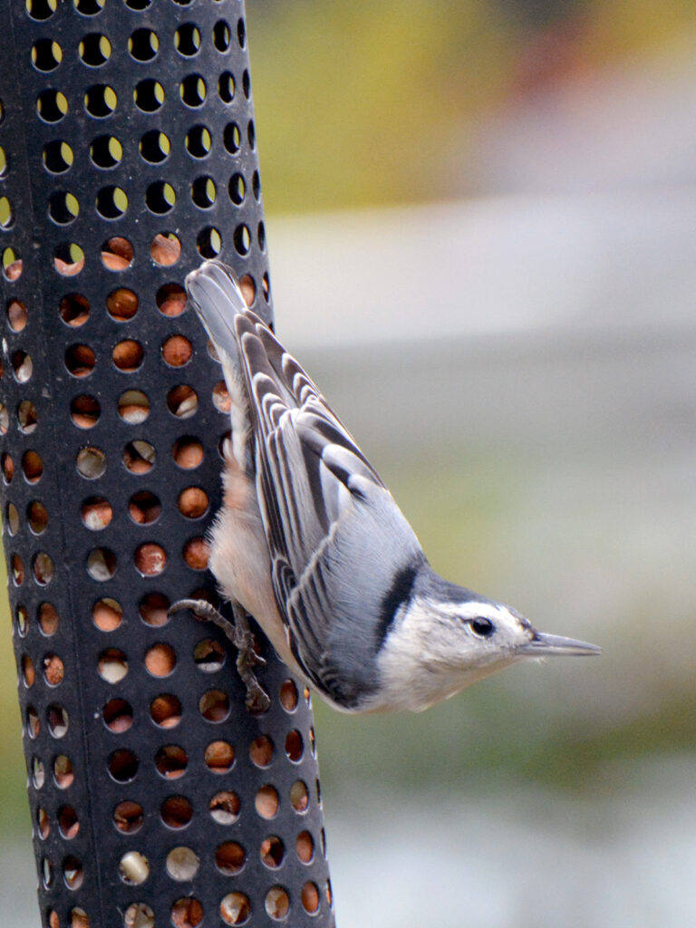 White-breasted nuthatch