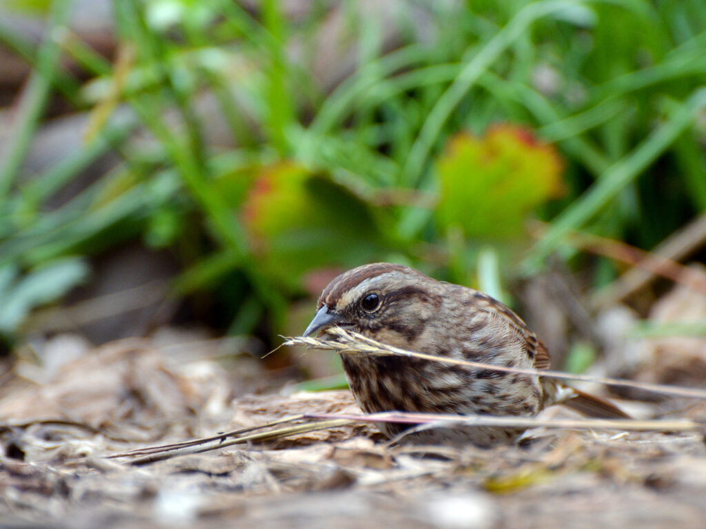 Song sparrow eating grass seeds