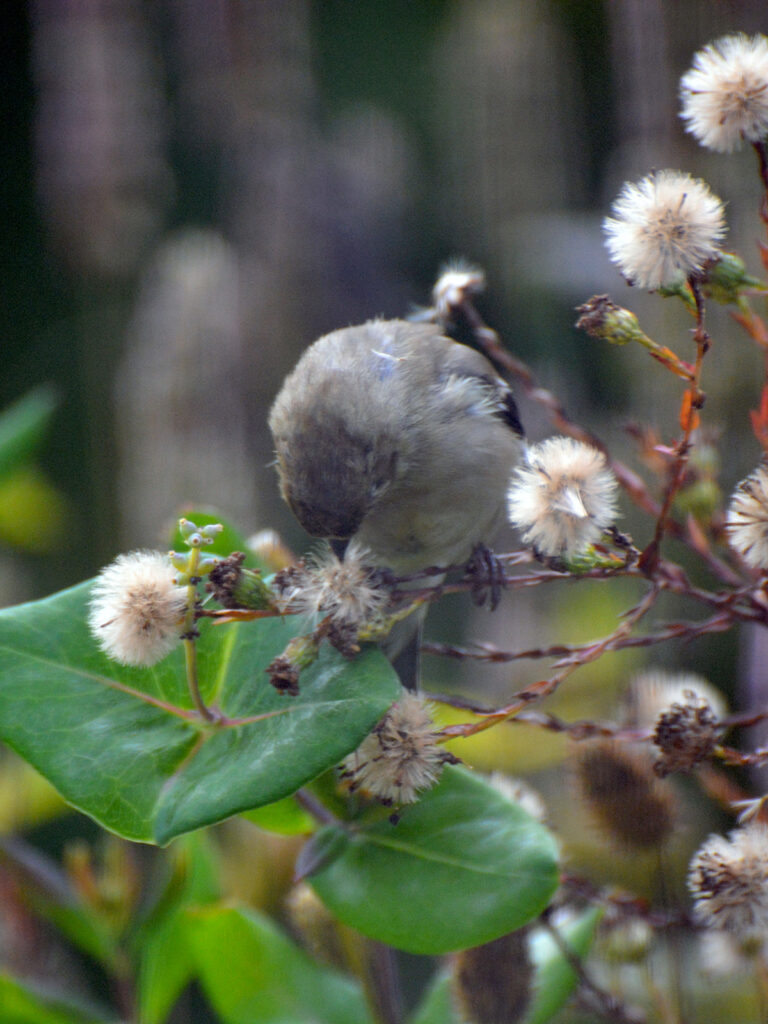 Goldfinch eating aster seeds