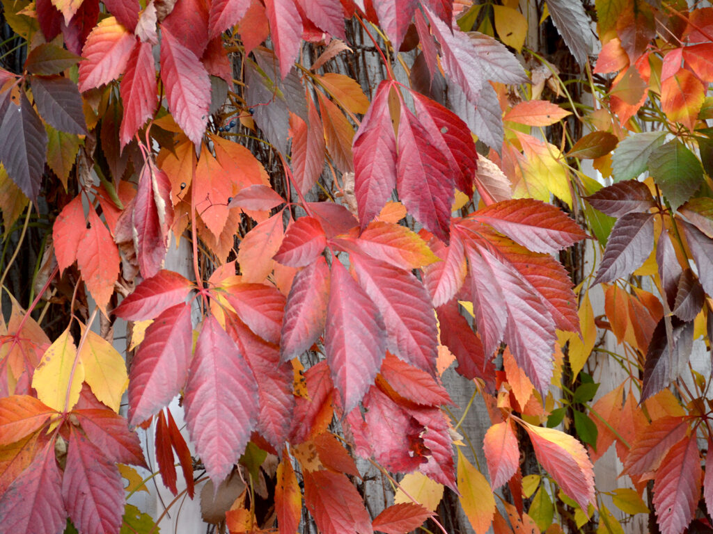 Virginia creeper fall color