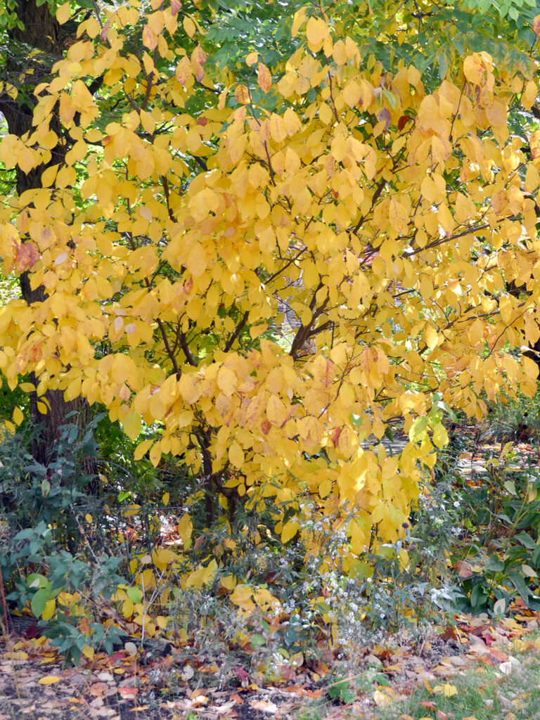 Fall color in spicebush