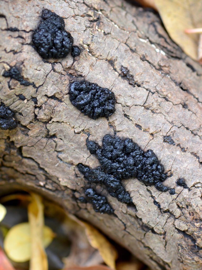 Black fungus on log
