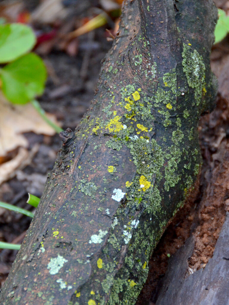 Lichen on a log