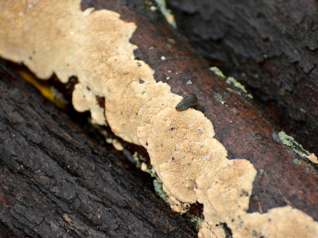 Mold on a log