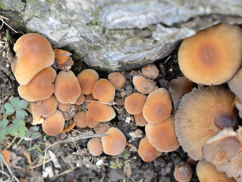 Mushrooms from above