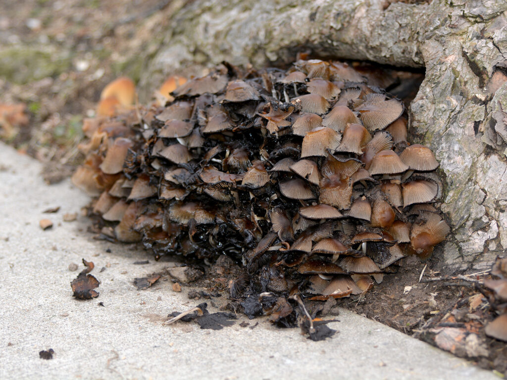 Mushrooms at base of tree