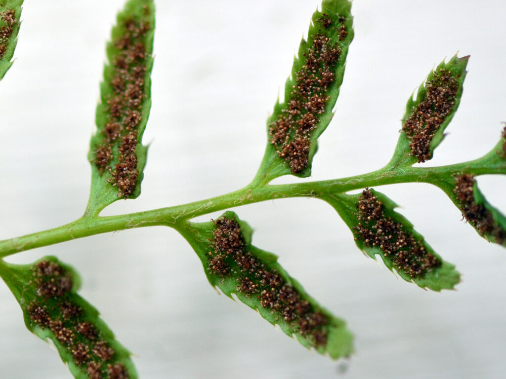 Christmas fern spores closeup