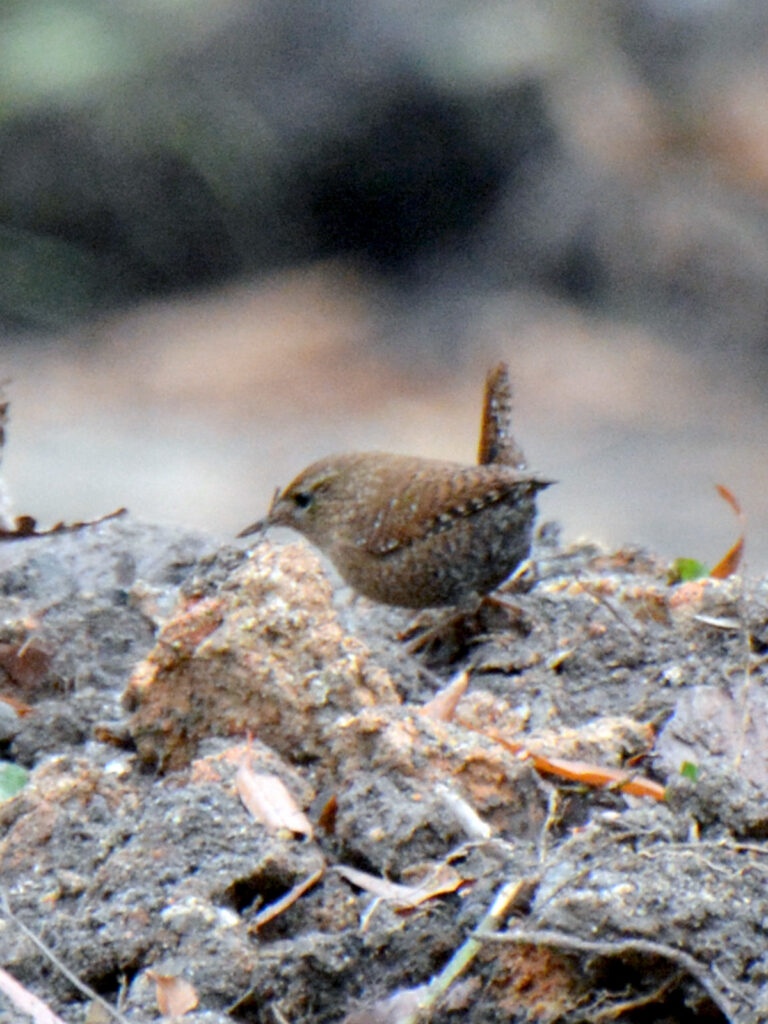 Winter wren