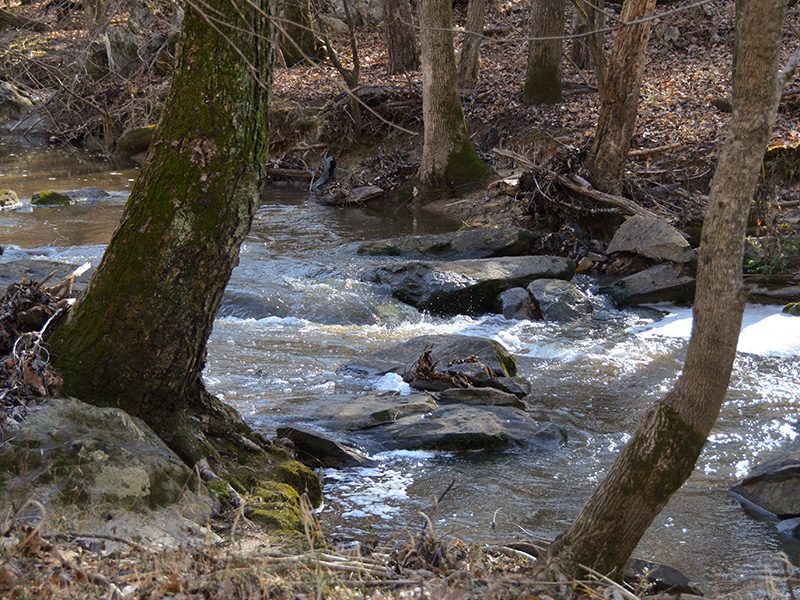 Creekside stream in December