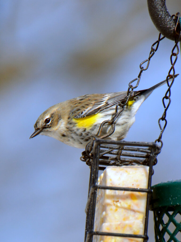 Yellow-rumped warbler