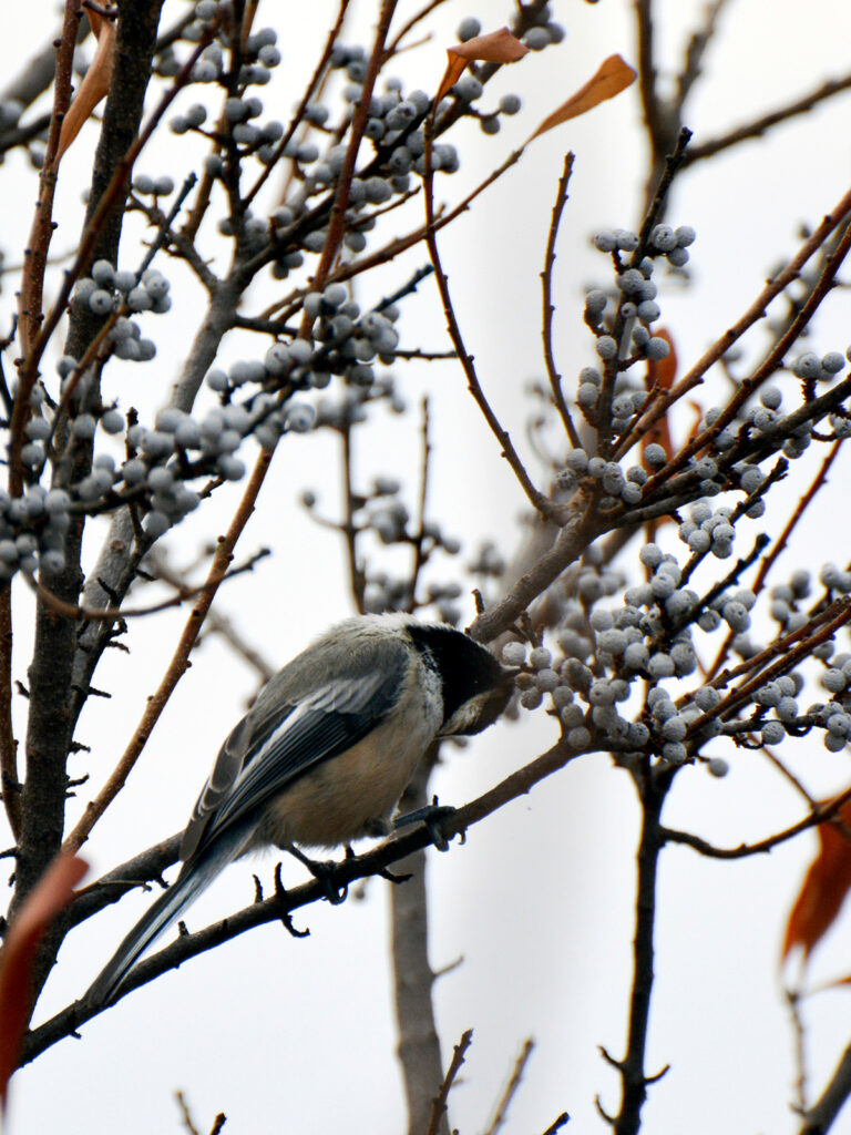 Chickadee eating bayberries in the winter