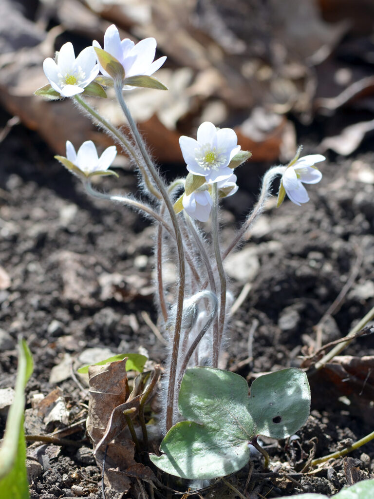 Sharp-lobed hepatica