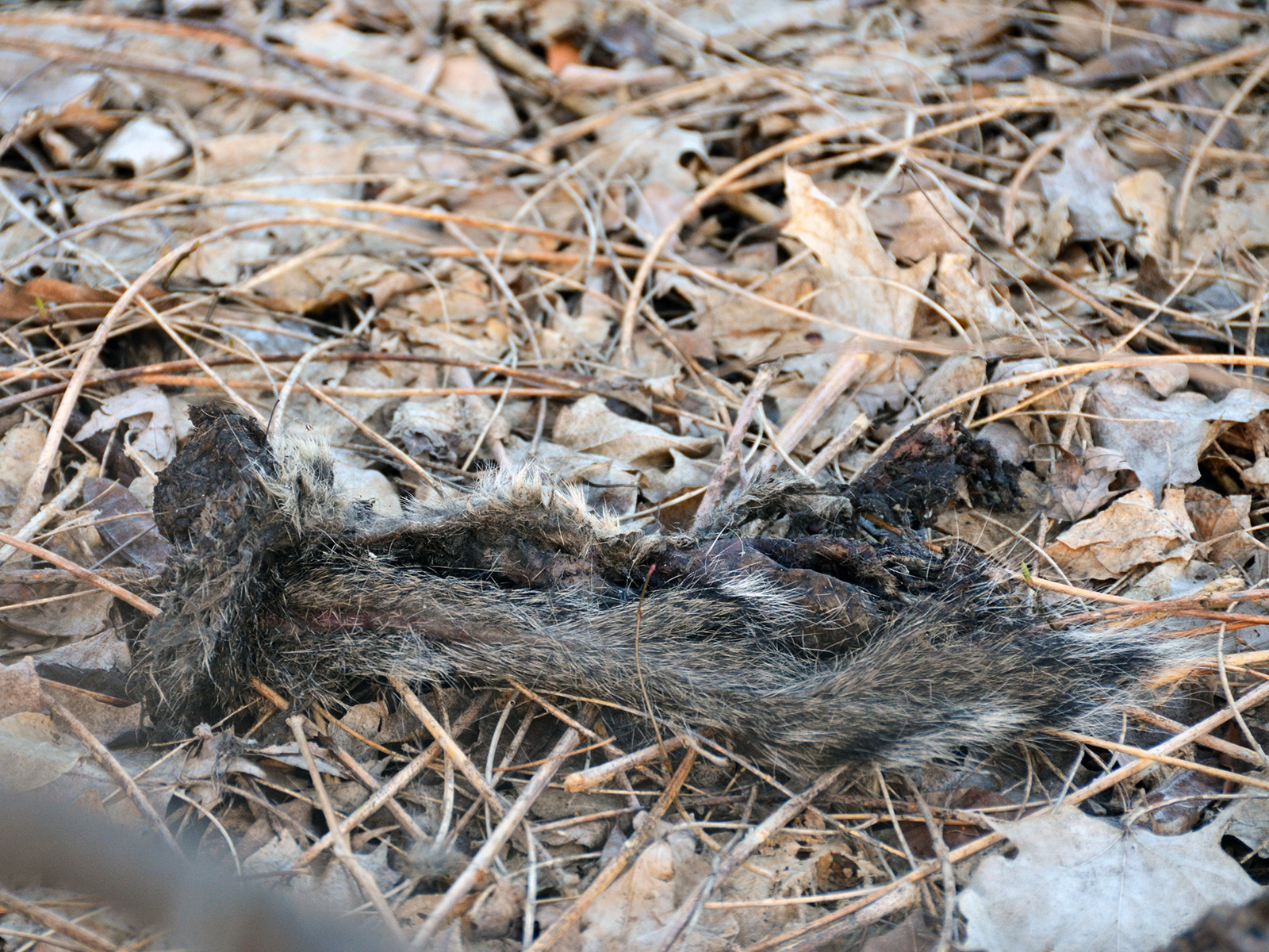 Chickadee used this squirrel fur