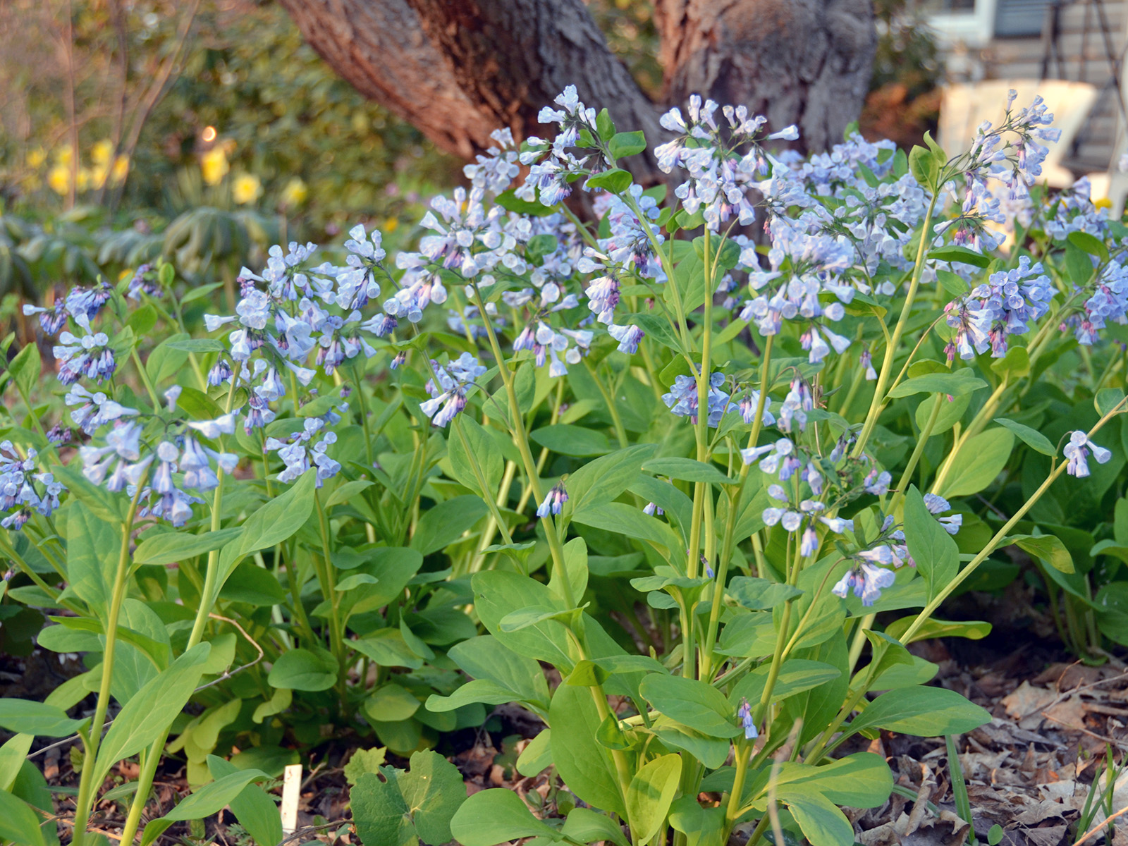 Bluebells in our front woodland