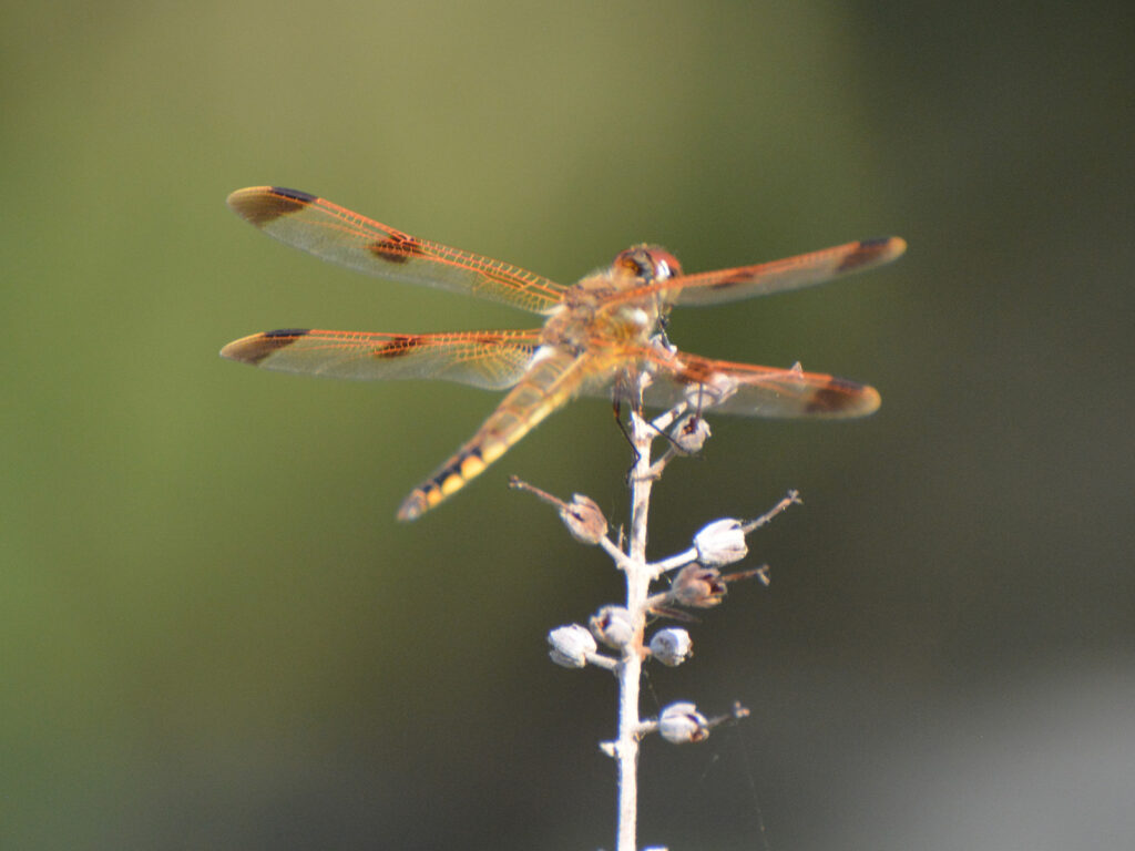 Painted skimmer