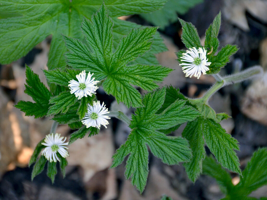 Goldenseal flowers