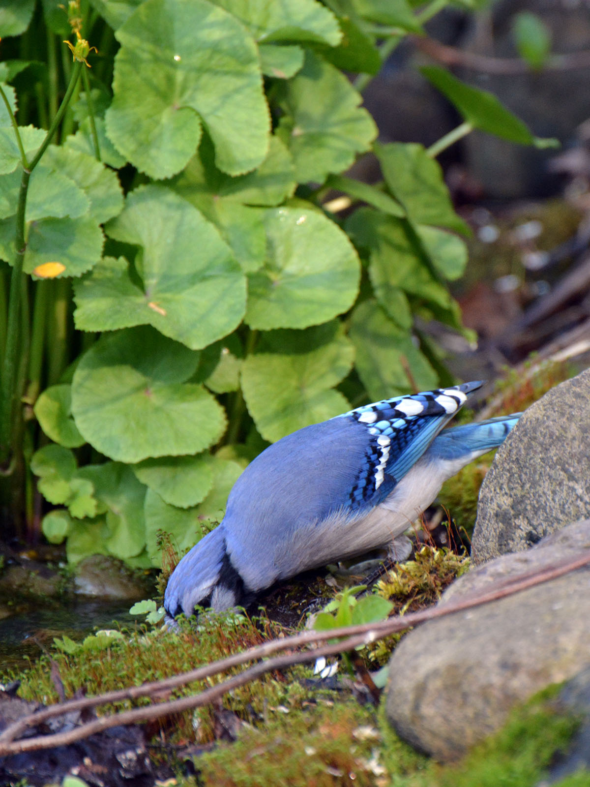 Blue jay drinking