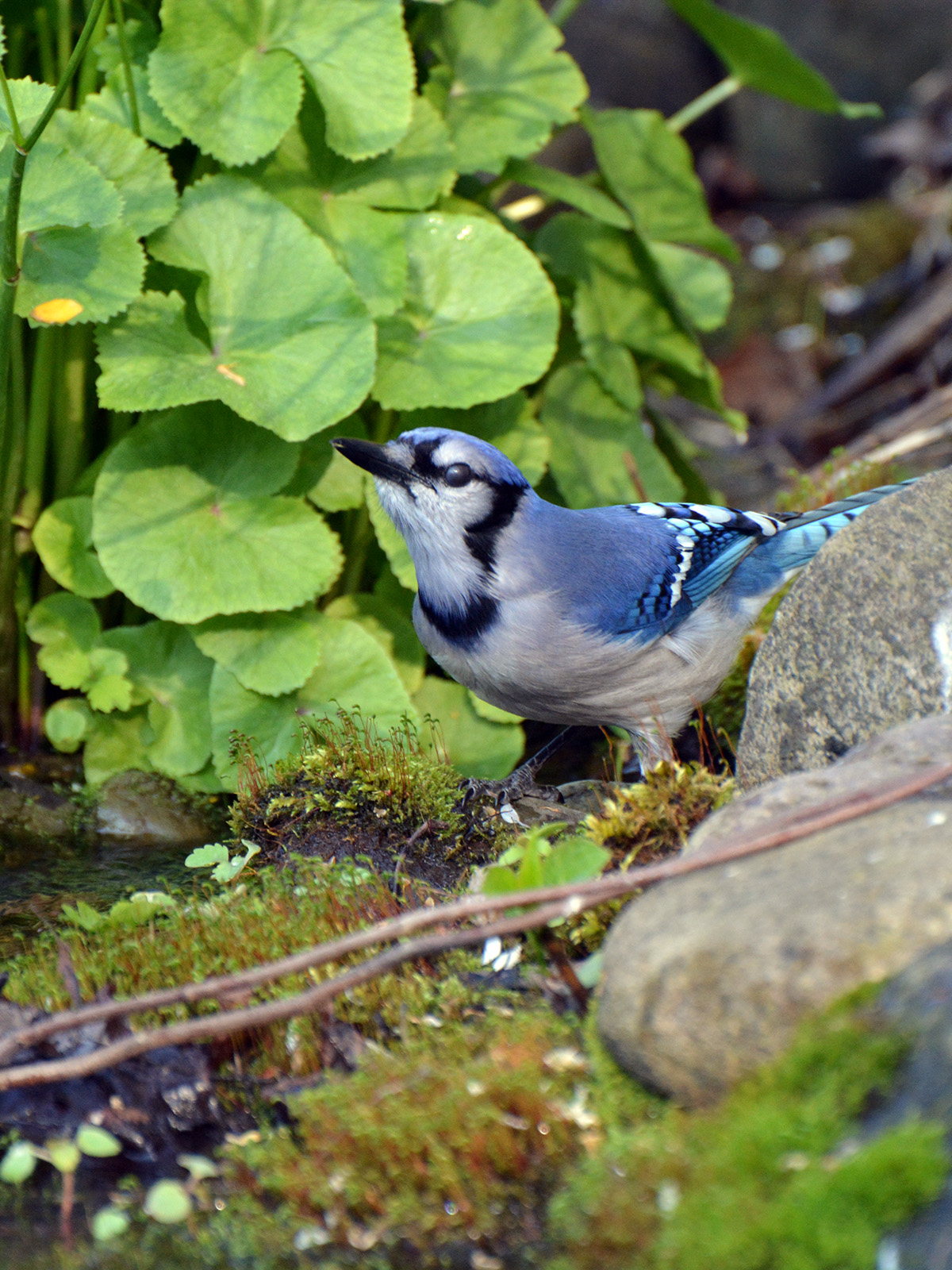 Blue jay drinking