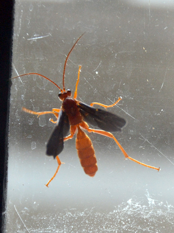 Trogus pennator wasp