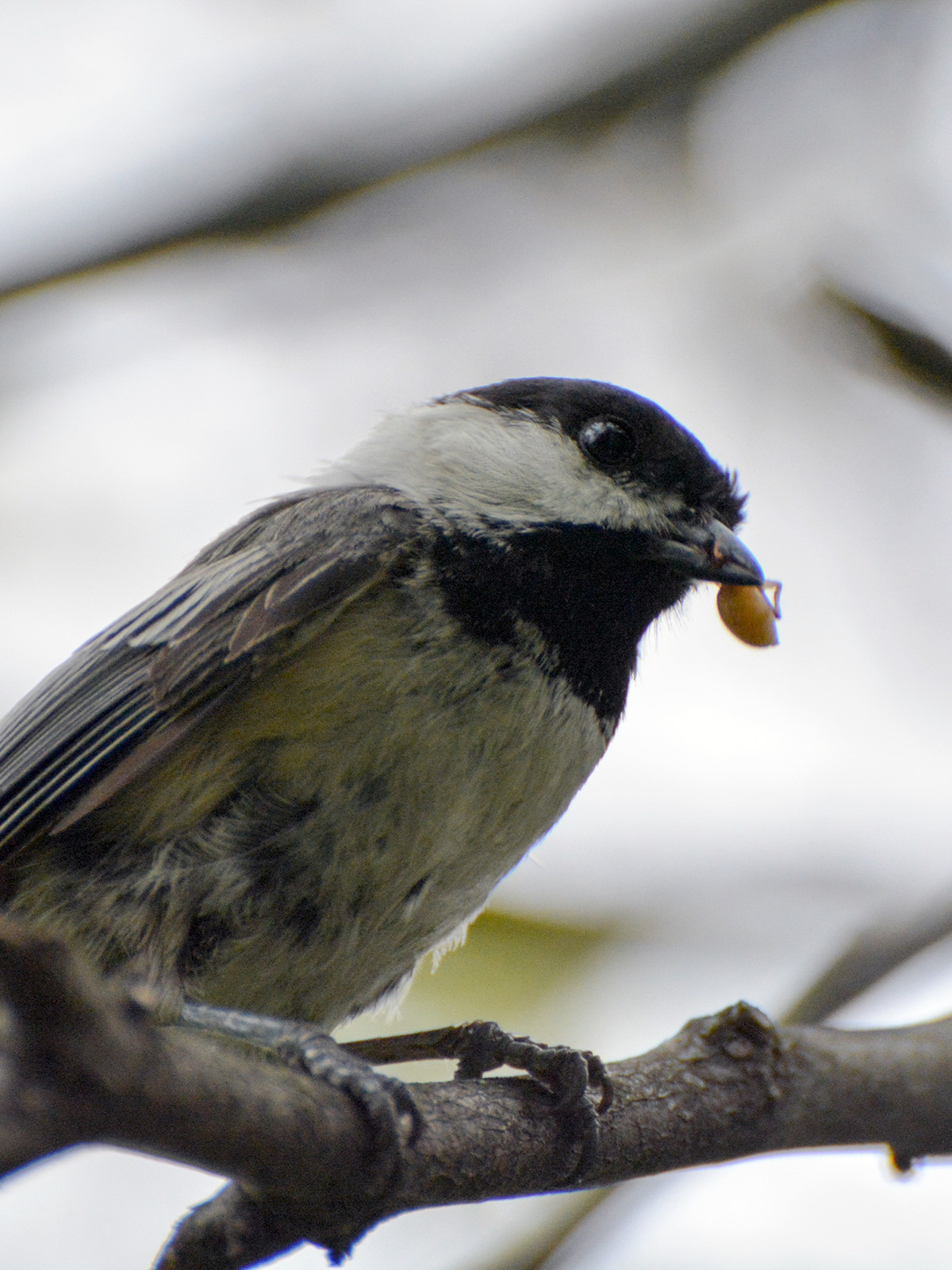 Chickadee with insect to feed babies