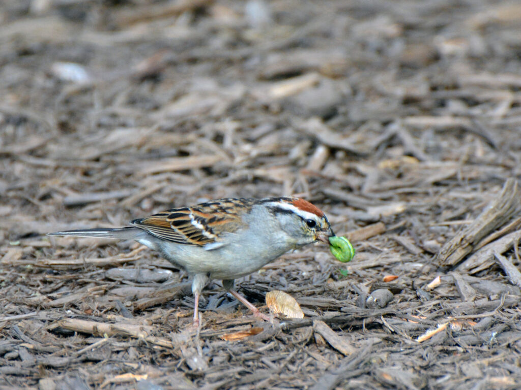 Chipping sparrow eating a caterpillar