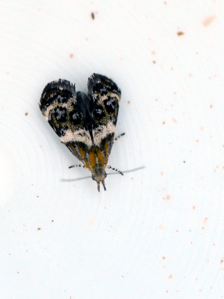 Tebenna moth