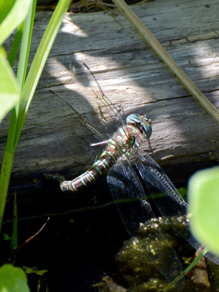 Swamp darner