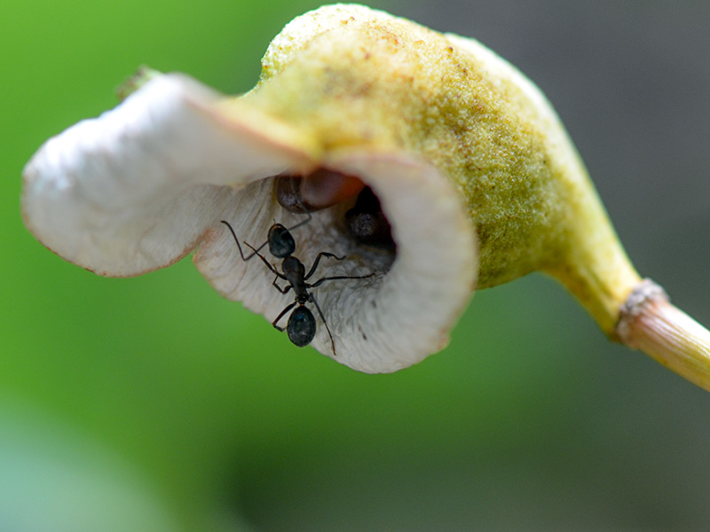 Ant getting twinleaf seeds