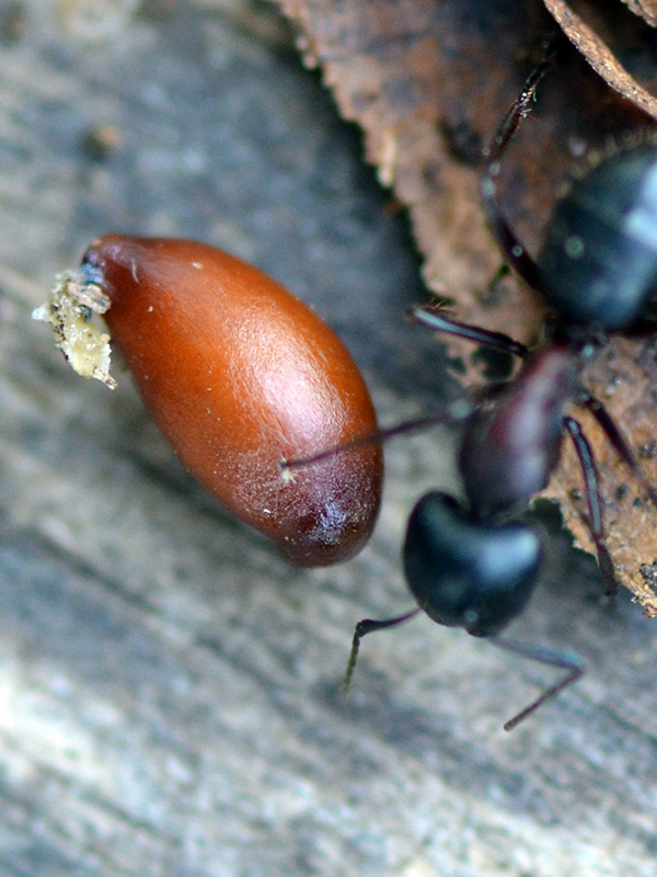 Twinleaf seed with ant