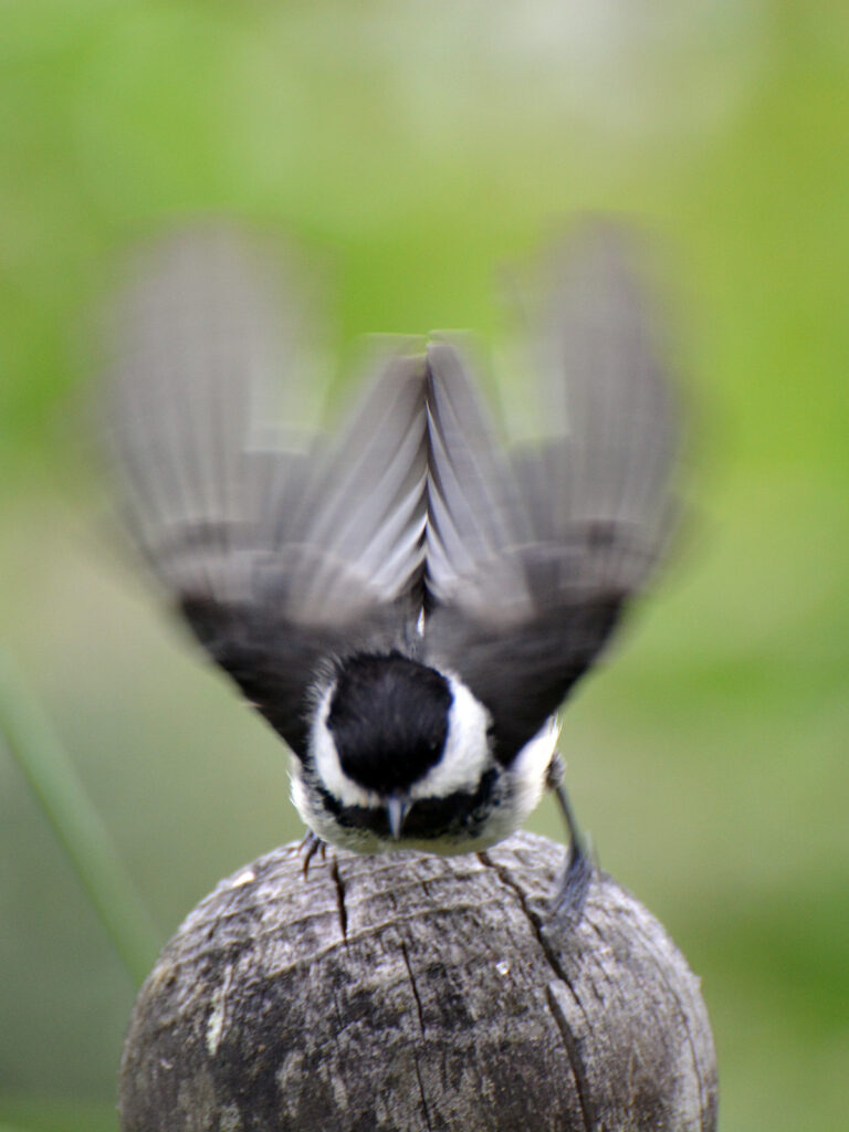 Chickadee ready to fly