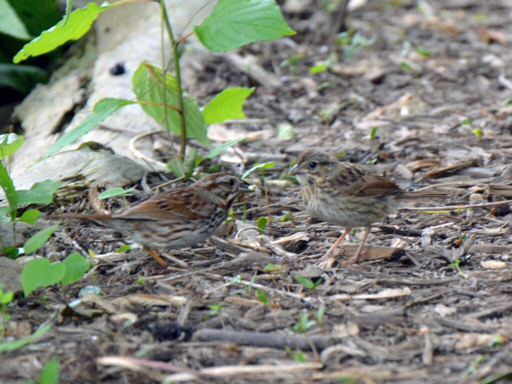 Song sparrow feeding baby