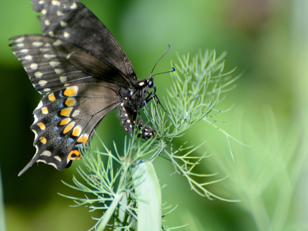Black swallowtail laying an egg on a dill plant