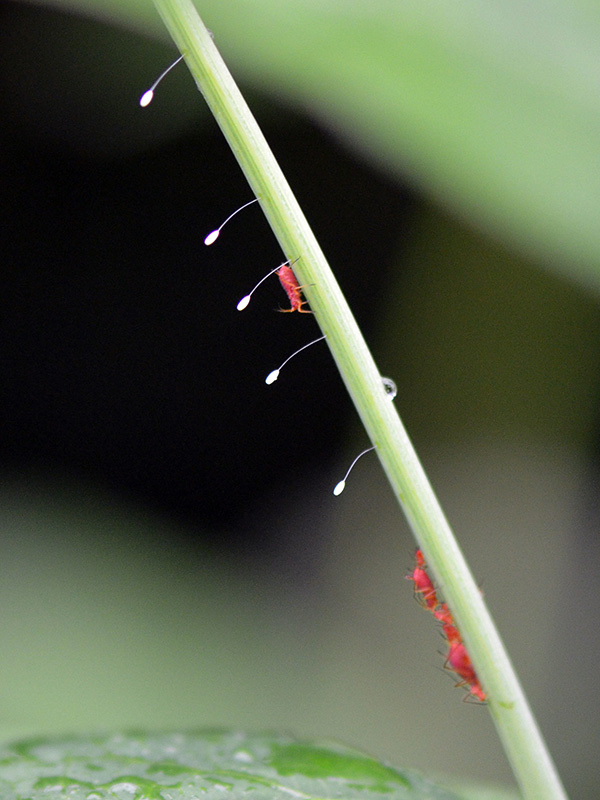 Lacewing eggs near aphids ©Janet Allen